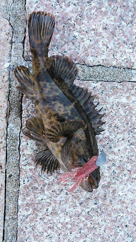 南芦屋浜北側水道 穴釣り