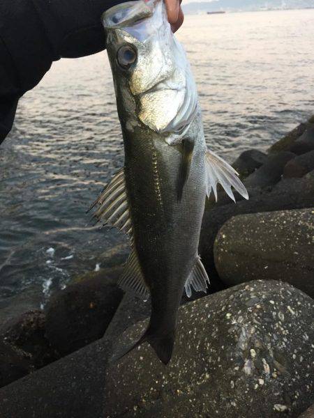 太刀魚釣りたい