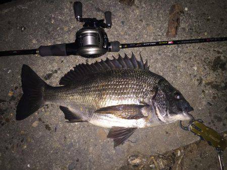 ベイトフィネスでチニング 大阪府 岸和田1 チニング クロダイ チヌ 陸っぱり 釣り 魚釣り 釣果情報サイト カンパリ