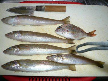 ６回目の東二見落ちギス釣行は撃沈