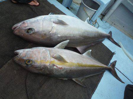 オーシャンパイオニア 釣果