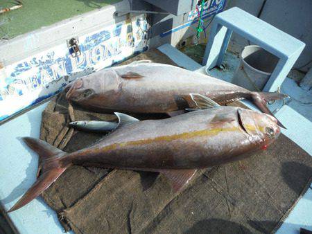 オーシャンパイオニア 釣果