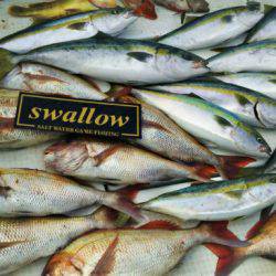 swallow 釣果