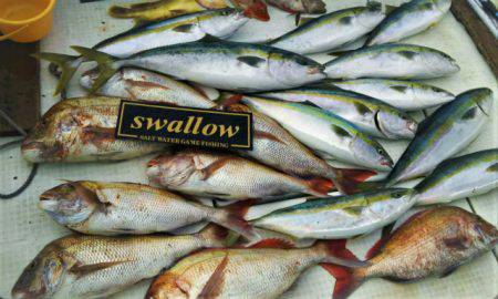 swallow 釣果