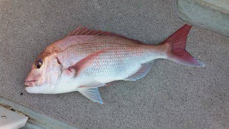 星隆丸 釣果