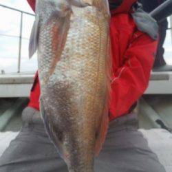 飛燕さくら丸 釣果