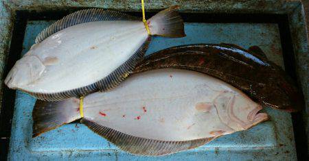 明神釣船 釣果