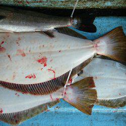 明神釣船 釣果