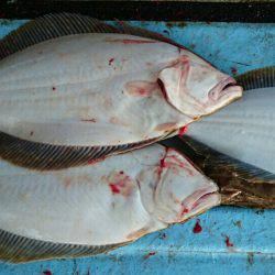 明神釣船 釣果