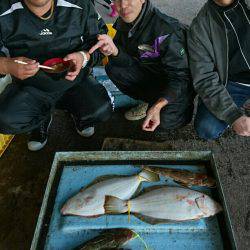 明神釣船 釣果