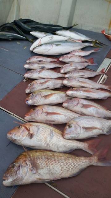 飛燕さくら丸 釣果