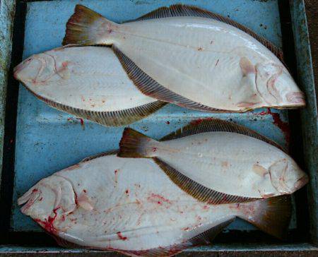 明神釣船 釣果