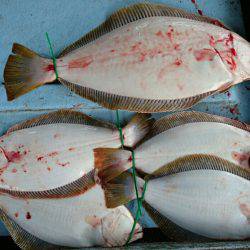 明神釣船 釣果