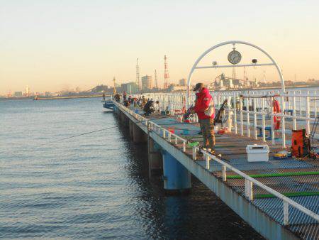 オリジナルメーカー海づり公園(市原市海づり施設) 釣果