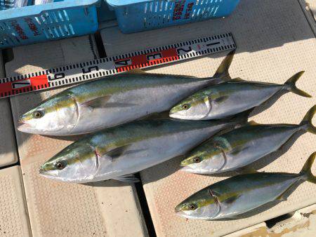 釣り船角田 釣果