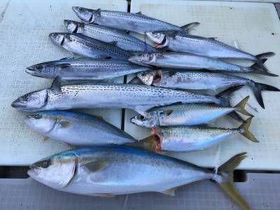 ミタチ丸 釣果