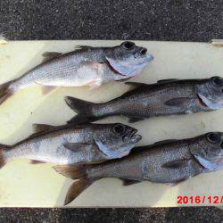 まとばや 釣果