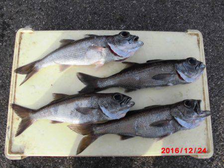 まとばや 釣果