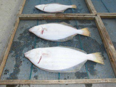 大進丸（愛知） 釣果