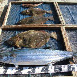 大進丸（愛知） 釣果