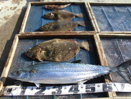 大進丸（愛知） 釣果