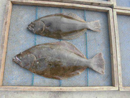 大進丸（愛知） 釣果