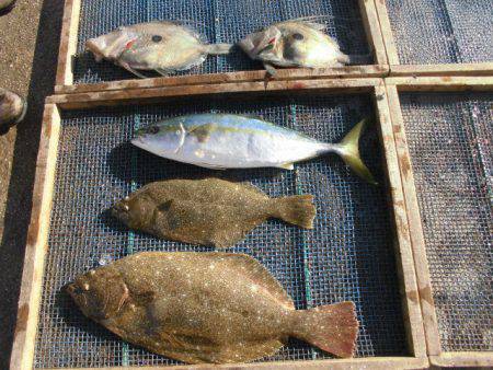 大進丸（愛知） 釣果