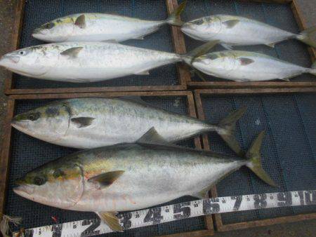 大進丸（愛知） 釣果