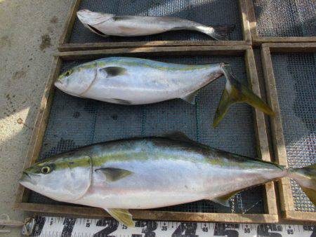 大進丸（愛知） 釣果