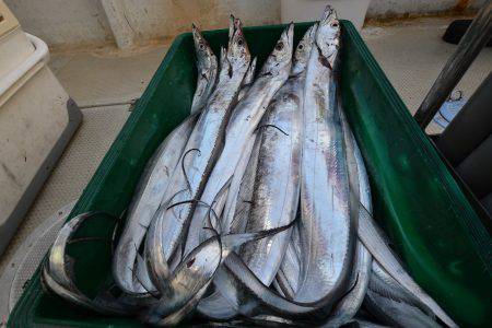 アジアマリンサービス 釣果