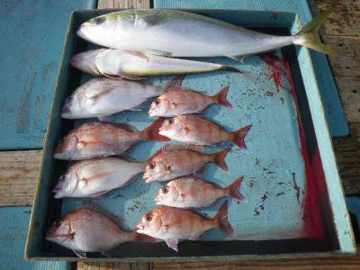 磯部釣船 直栄丸 釣果