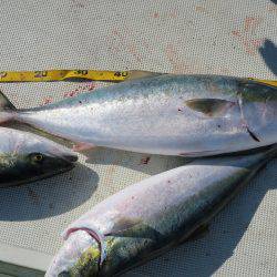 はらまる 釣果