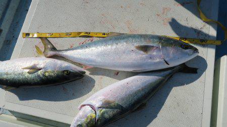 はらまる 釣果