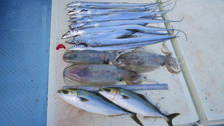 はらまる 釣果