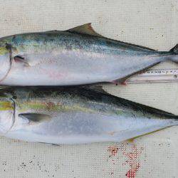 はらまる 釣果