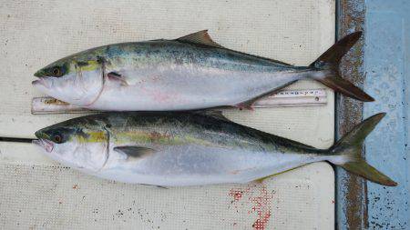 はらまる 釣果