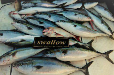 swallow 釣果