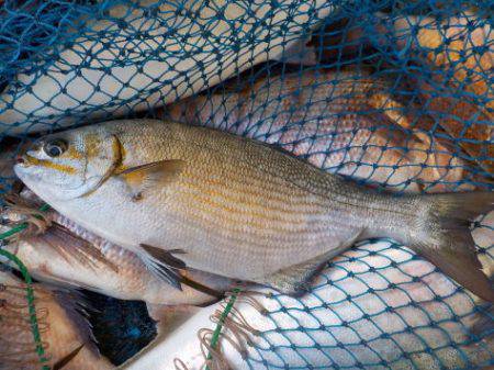 淡路じゃのひれフィッシングパーク 釣果