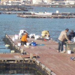 淡路じゃのひれフィッシングパーク 釣果