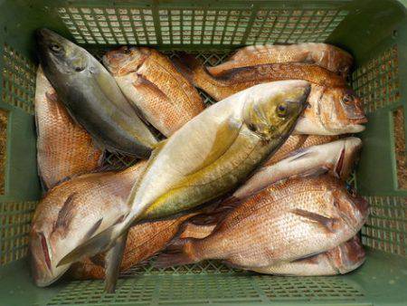 淡路じゃのひれフィッシングパーク 釣果