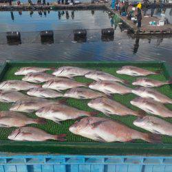 淡路じゃのひれフィッシングパーク 釣果