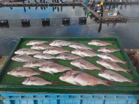 淡路じゃのひれフィッシングパーク 釣果