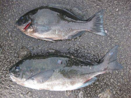 濱田渡船 釣果