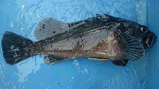 しまや丸 釣果