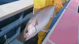 しまや丸 釣果