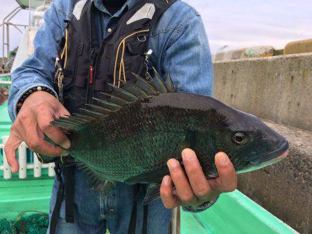 由良渡船 釣果