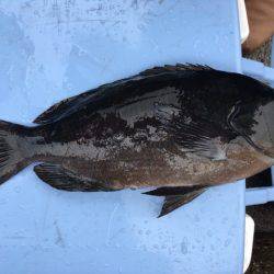 鵜来島家本渡船 釣果