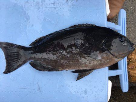 鵜来島家本渡船 釣果