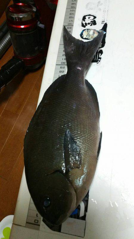 鵜来島家本渡船 釣果