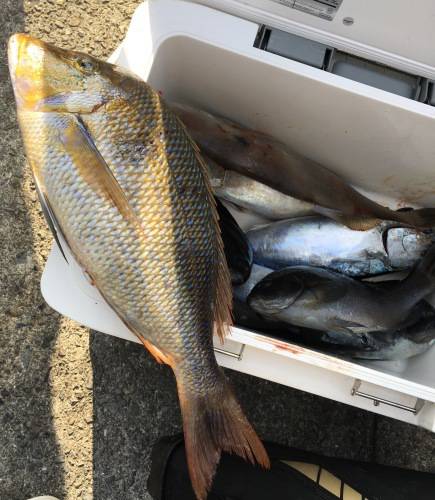 鵜来島家本渡船 釣果